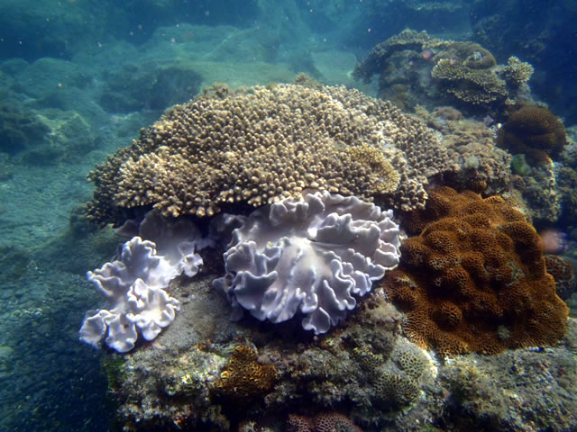 2013年の和歌山サンワ前珊瑚