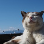 猫の写真満載のブログを作ってみました