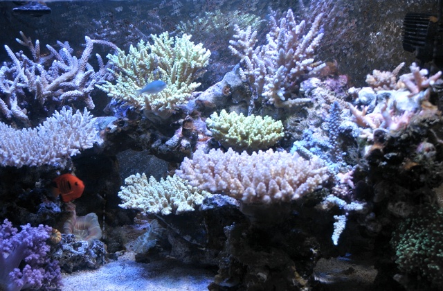 サンゴ水槽アフター