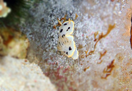 日本海のシロウミウシ
