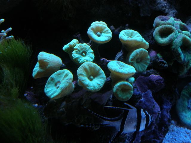 蛍光グリーンのタバネサンゴ